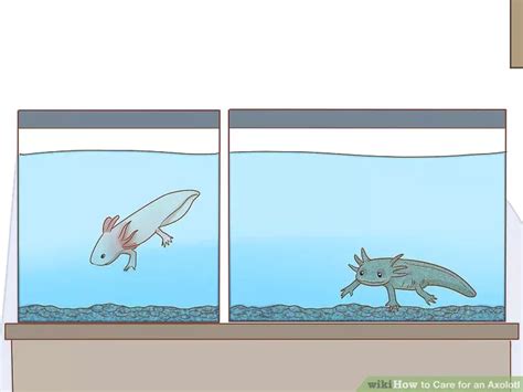 How to Care for an Axolotl: 10 Steps (with Pictures) .